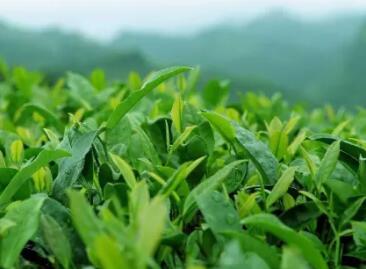 茶叶品牌取名大全 1000个茶商标名称